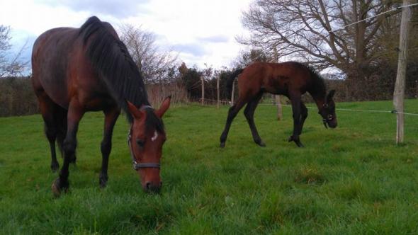 chevaux du poney club