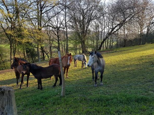 chevaux du centre équestre