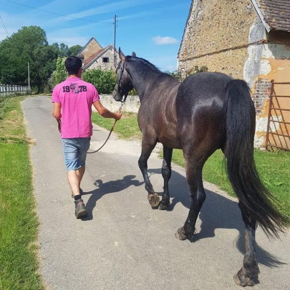 balade d'un cheval